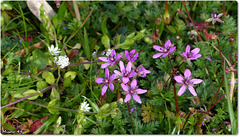 FLEURS des CHAMPS