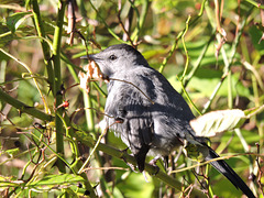 Catbirds