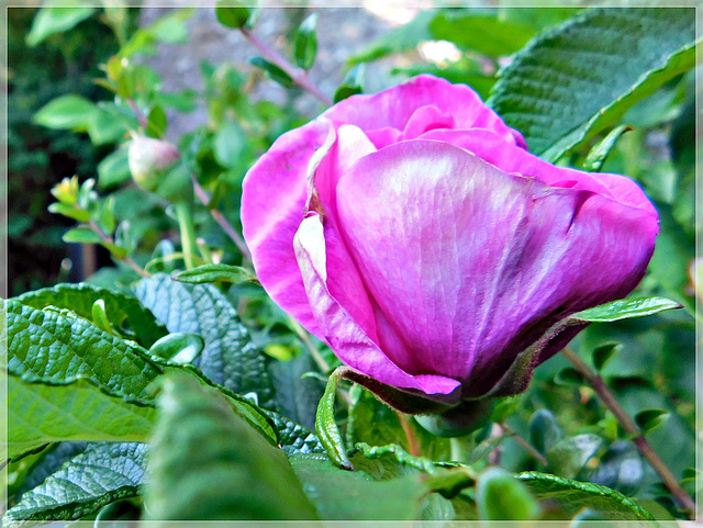 Au jardin avec 2 PIPS.