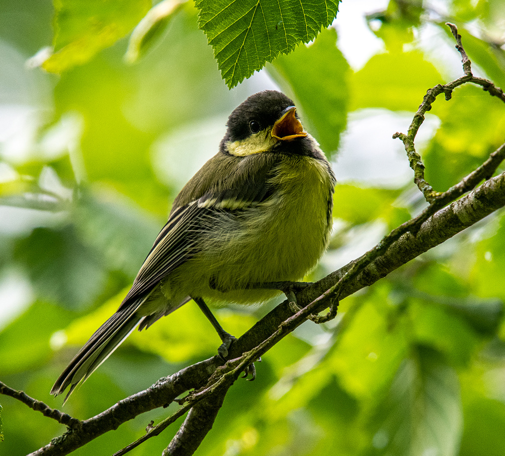 Great tit