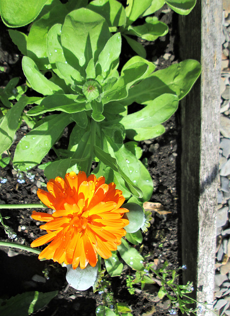 Orange flower..Wordsworth House garden.