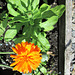 Orange flower..Wordsworth House garden.
