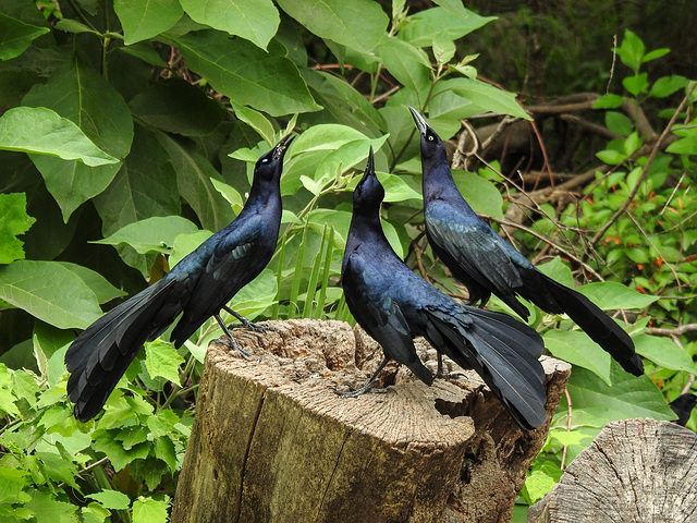 Day 6, Great-tailed Grackles, competing Day 6, Great-tailed Grackles, competing