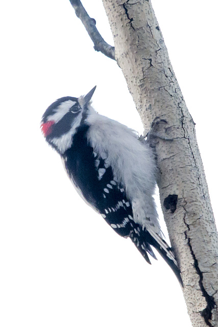 Hairy Woodpecker