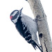 Hairy Woodpecker