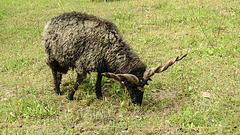 20190901 5570CPw [D~VR] Schraubenziege, Vogelpark Marlow