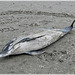 Découverte d'un dauphin mort , lors de notre promenade ,sur la grève de Saint Benoitdes ondes (35)