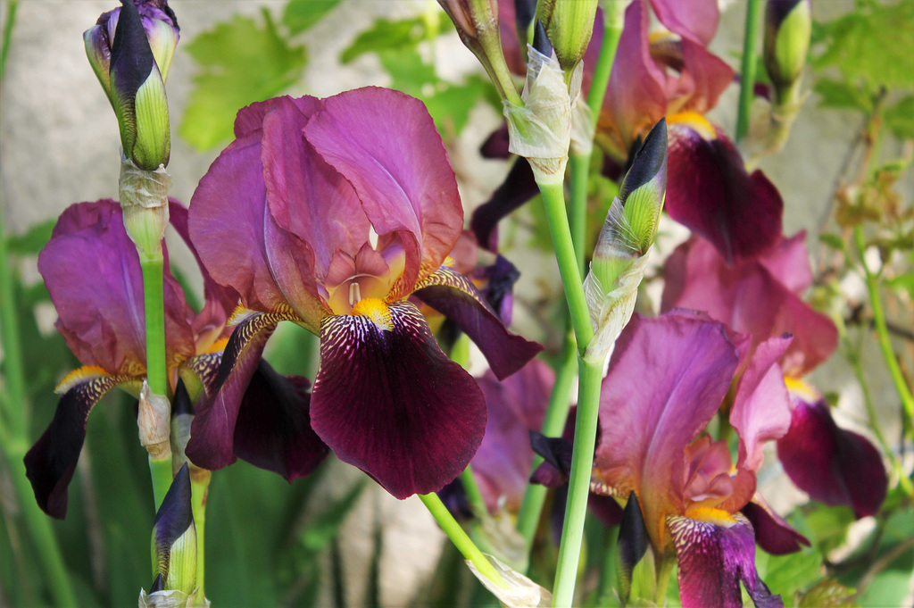 Iris 'Voltigeur ' ferdinand Cayeux  (3)