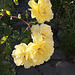 Roses jaunes pour Hélène