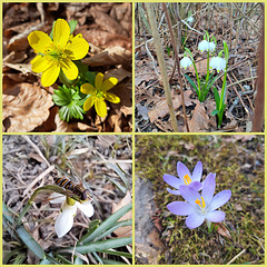 Frühling / Spring