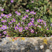 Spergularia rubra, Arenária, Penedos, Caryophyllaceae