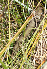 Snake at Lake Lea