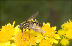 IMG 0532 Footballer Hoverfly