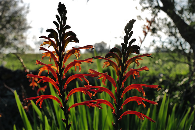 Chasmanthe floribunda, African flag, Espadanas, Penedos in the wild