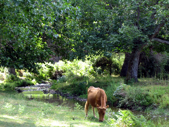 Faune de Corse - en 2014