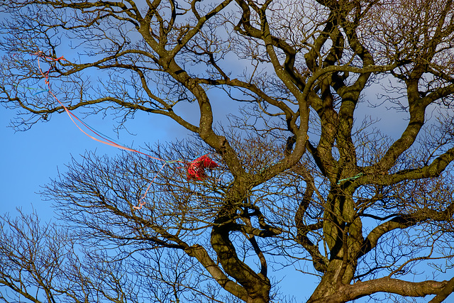 Red Kite up a tree