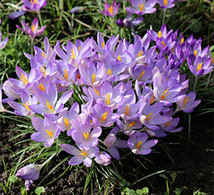 Ein sonniger Blumenstauß