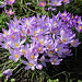 Ein sonniger Blumenstauß