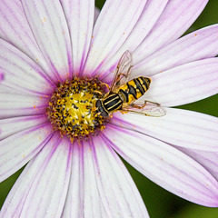 Hover Fly on Osteospermum Flower