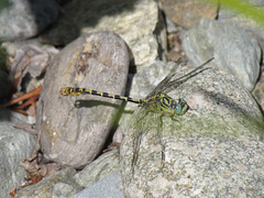 Small Pincertail - Onychogomphus forcipatus 23-07-2012 10-04-53