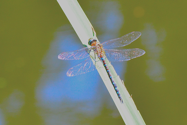 Migrant Hawker m (Aeshna mixta) 03-09-2012