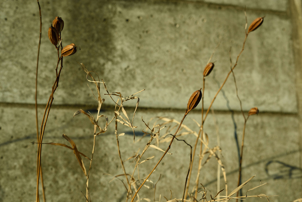 Dry lilies