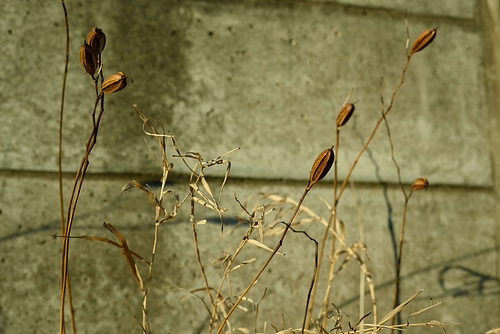 Dry lilies