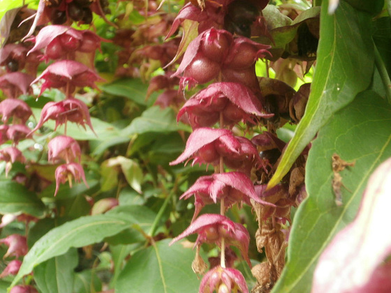 The Himalayan honeysuckle is still flowering