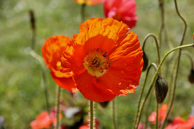 Mohn