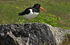 Oystercatcher, Suomenlinna