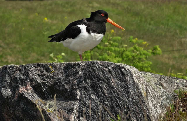 Oystercatcher, Suomenlinna