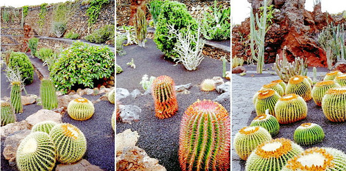 Jardín de cactus. ©UdoSm