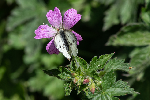 Green veined White Butterfly