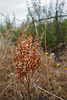 Rumex thyrsoides, Caryophyllales, HFF