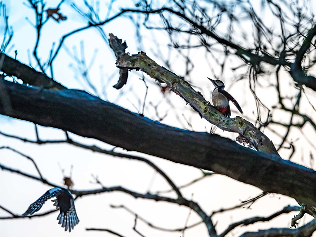 Great spotted woodpeckers