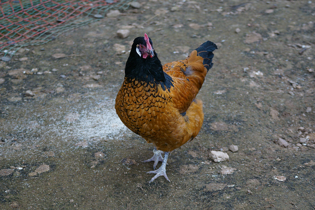 Nachbars Hühner II