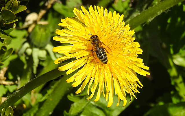 20210427 0097CPw [D~LIP] Löwenzahn (Taraxacum agg), Honigbiene (Apis Mellifica), Bad Salzuflen