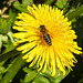 20210427 0097CPw [D~LIP] Löwenzahn (Taraxacum agg), Honigbiene (Apis Mellifica), Bad Salzuflen