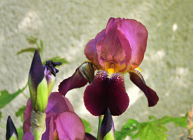 Iris 'Voltigeur '  -  Ferdinand Cayeux 1934