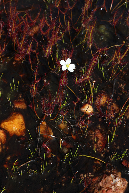 Fork-leaved Sundew (Drosera binata)