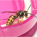 IMG 0541 Wasp