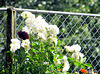 Roses on a Fence.