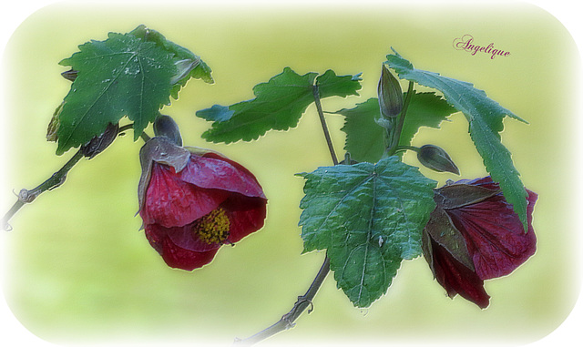 Bon Mercredi !...........Abutilons