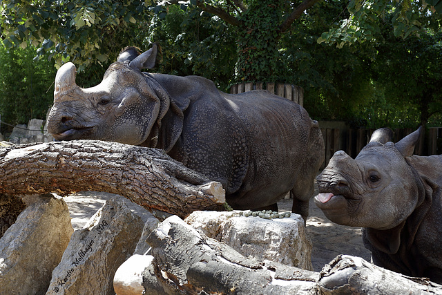 Mutter und Tochter Nashorn (Wilhelma)