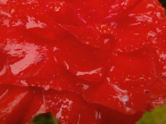 A very wet begonia