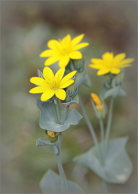 Chlore perfoliée