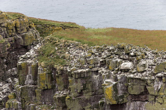 Handa Island - Great Stack (2)