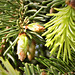 Spruce-spring growth
