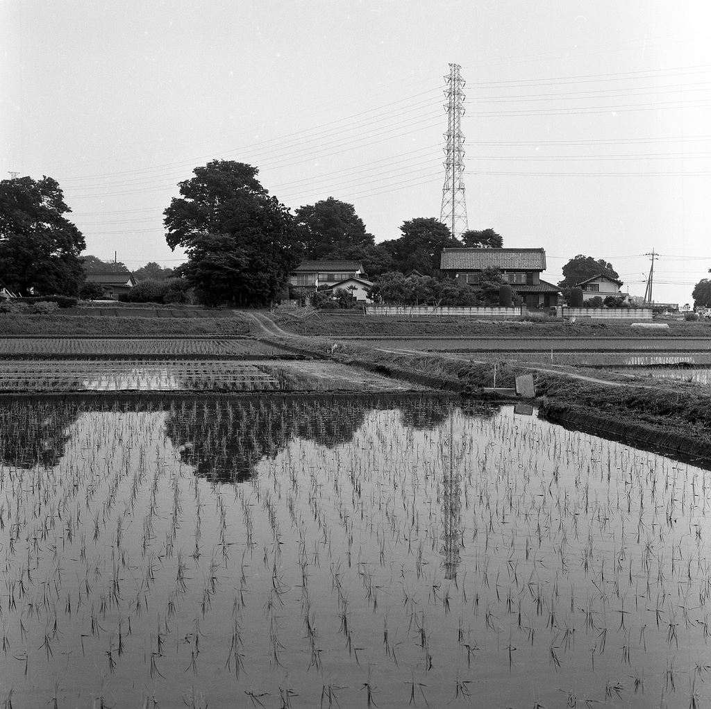 Paddy and a residence