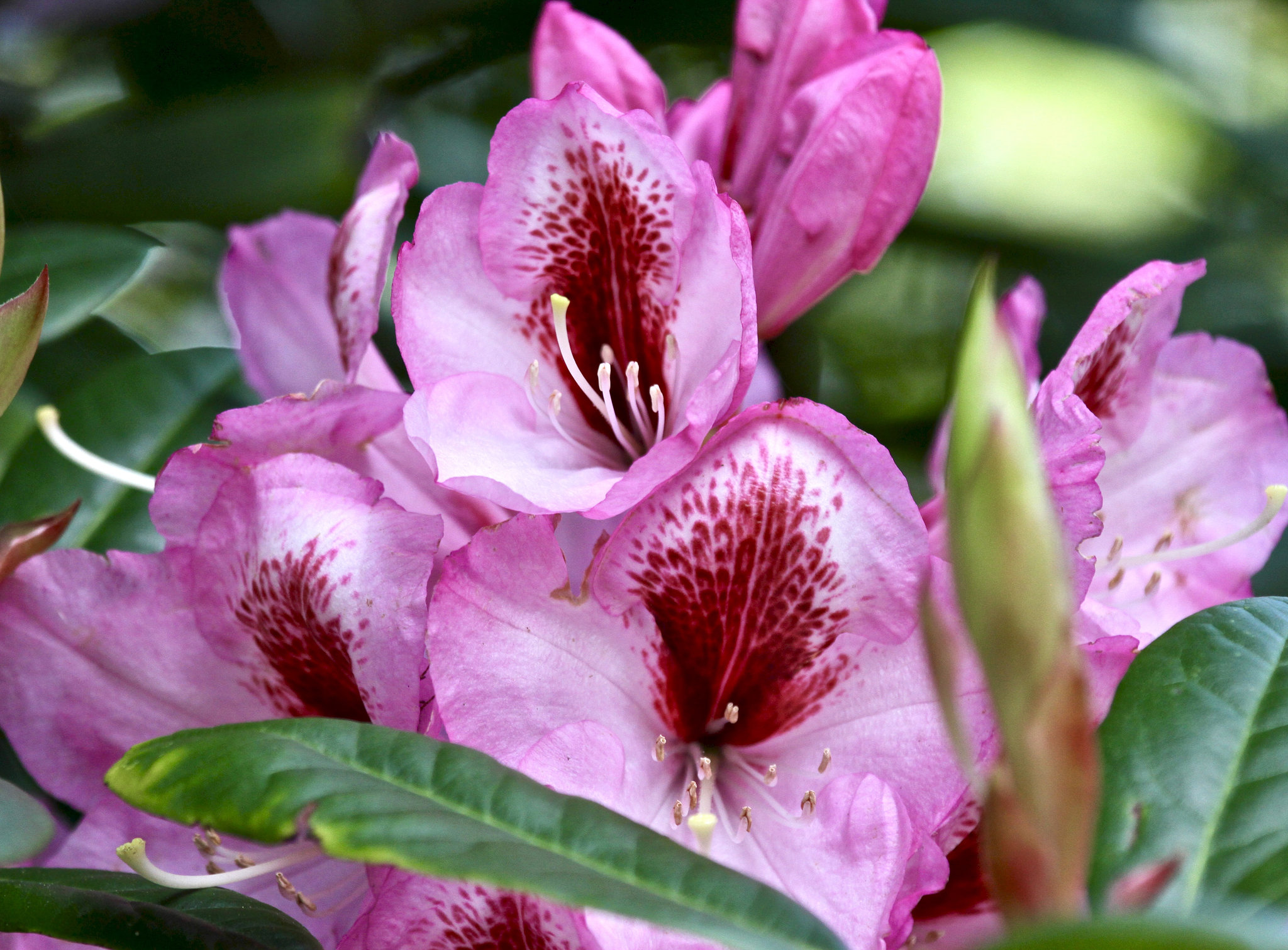 Rhododendronblüte